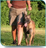 Promener son chien