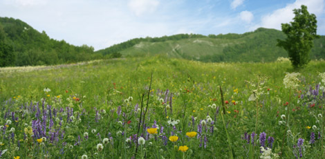 Allergènes aériens