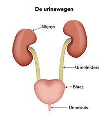 Le système urinaire 