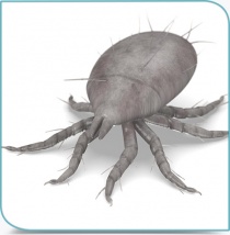 Allergènes aériens